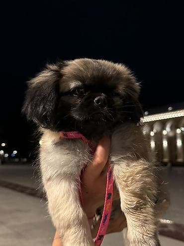 heyvanlar: Pekines, 3 ay, Dişi — 2