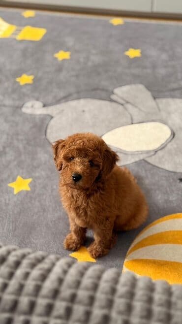 it adlari qiz: Pudel, 2 ay, Erkek, Peyvəndli — 3