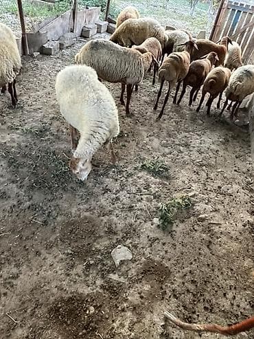 karpat ana arı: Qiymet razilasma yolu ile14 bas heyvandi 8 dene dogar qoyundu — 6
