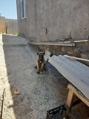 puddle it: Kanqal, 3 ay, Dişi — 4