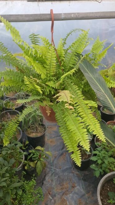 otaq bitkilərinin adları: İstiotaq bitkiləri və dekorativ çiçəklər – müxtəlif seçim - — 3