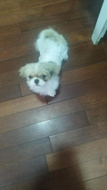 pomeranian boo mini: Pekines — 3