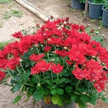 topdan gül satışı: Xrizantema payızgüllərinin topdan və pərakəndə satışı. Qiymətlər — 6