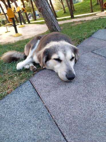 it növləri: Ev heyvanı – it - Növ: it - Təxmini ölçü: orta boy - Rəng: boz, ağ və — 1