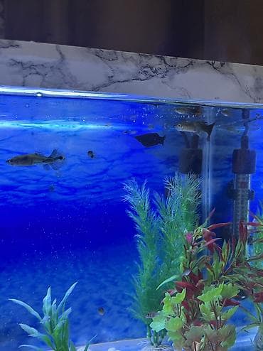 zavod akvarium: Прямоугольный аквариум, Вместе с рыбами, 30 л, Самовывоз — 3
