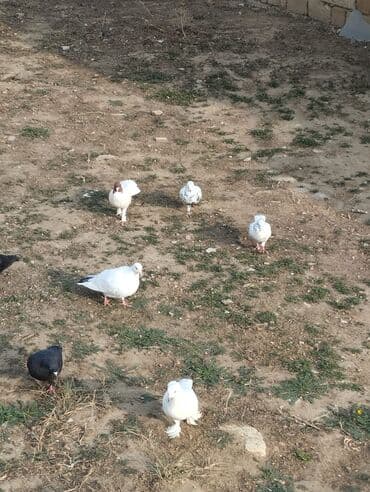 cücə satışı 2023: Quşları terqizirem ona görə satram qiyməti hamsina aitdir — 5