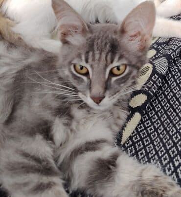 cins pişik: Boz rəngli, uzun tüklü, zolaqlı naxışlara malik ev pişiyi — 3