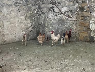 lohmann brown toyuqlari: Toyuq, Yumurtalıq — 2