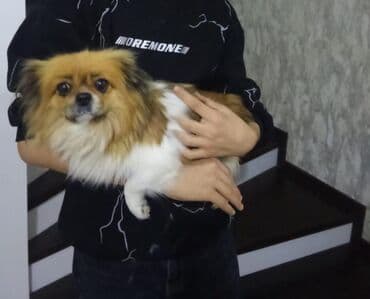 i̇tlər pekines: Pekines — 2