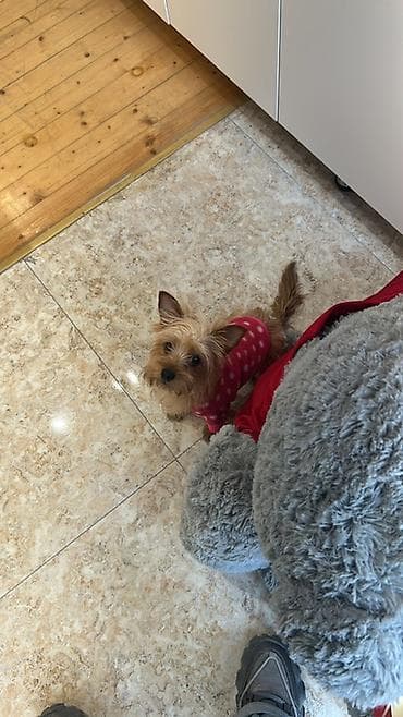 ən gozəl it adları: Yorkşir teryer, 10 ay — 2