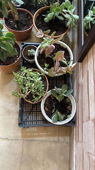 Комнатные растения: 🌸Ev, balkon bitkiləri hər biri 4azn Endirim 👉🏻10 dənə alana 3 azn - — 4