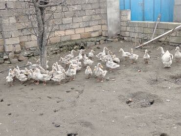 Cücələr: Dilli ordekler — 6