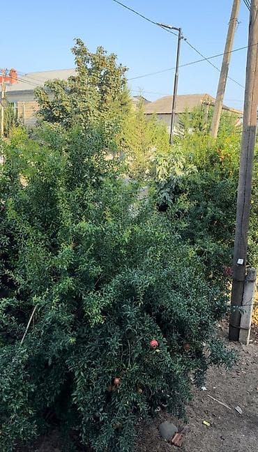 evle masin barter: MASALLI RAYONU BORADIGAH SENTERDE TRASA YAXIN OBYEKTE YARARLI 3 sot — 6