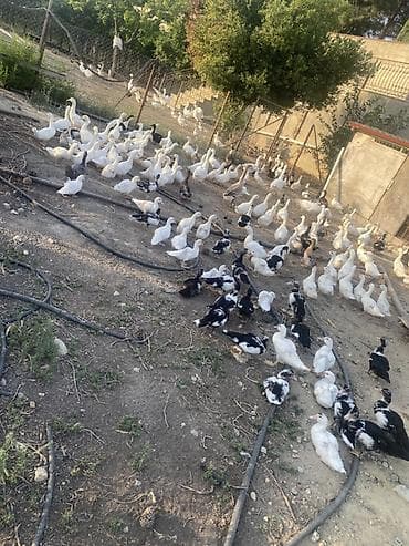 Qazlar: Şəkillərdə müxtəlif növ ev quşları görünür: əsasən ağ qazlar, ördəklər — 5