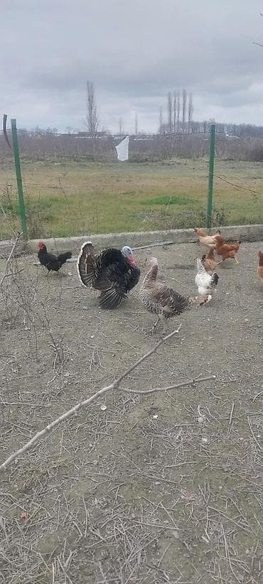 Pişiklər: Erkək, Ətlik — 1