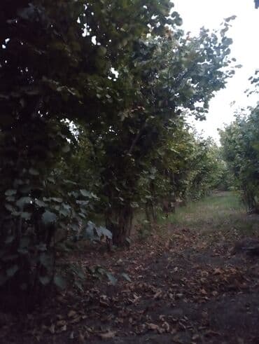 Çəngəllər: Fındıq bağçası – intensiv əkilili, səliqəli cərgələr vatsa əlaqə — 8