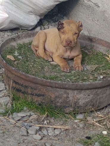 ucuz pitbul: Pitbul — 1