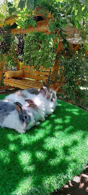 ev quş: Angora tipli dekorativ dovşanlar - Uzun, yumşaq və tüklü yun örtüyü — 3