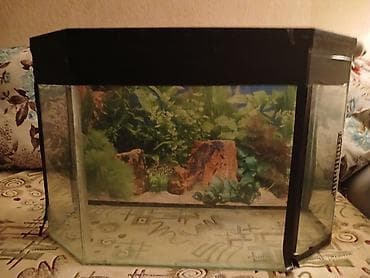 akvarium sifarişi: Boş, 50 l, Ünvandan götürmə — 2