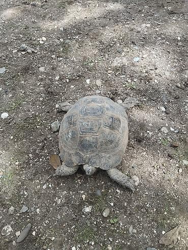peleng şekilleri: Quruda yaşayan tısbağa balalarida var 10azna verilir - Növ: Quru — 2