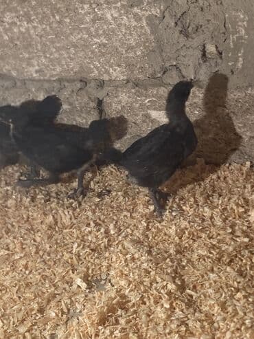 xarkov sortu toyuq: Toyuq cücələri, Damazlıq — 2