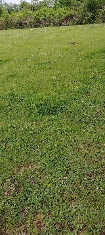 emircanda torpaq: 7 sot, Tikinti, Kupça (Çıxarış) — 6