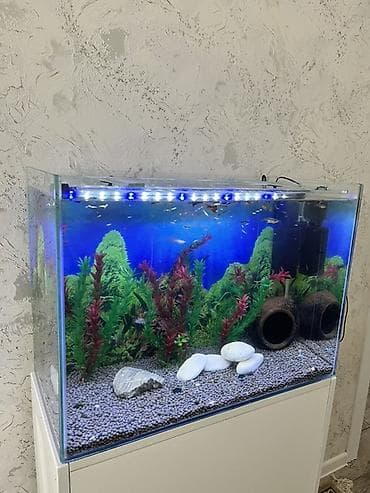 oskar balığı: Akvarium-şkaf, Balıqlarla birlikdə, 90 l, Ödənişli çatdırılma, Ünvandan götürmə — 8