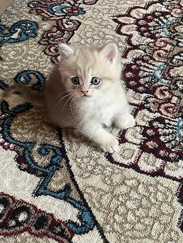 1 azn pişik: Qızıl şinşilla, Dişi — 2