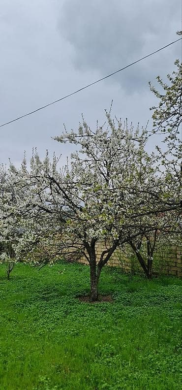 cıdır düzü: 12 sot, Tikinti — 7
