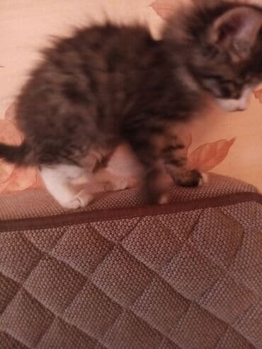 Daraq panellər: Tabbi, Yaxşı əllərə — 2