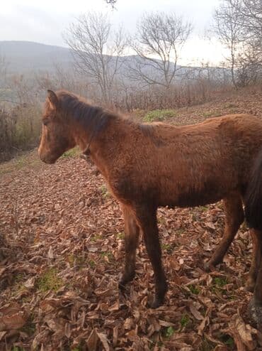 qu quşu və çöl qazı haqqında məlumat: Satılır: cavan at (şabalıdı rəng) - Növ: at - Yaş qrupu: cavan — 4