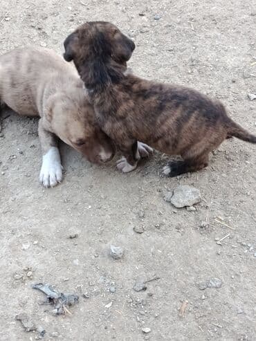 pitbul itlər: Питбуль, 1 месяц, Самец — 14