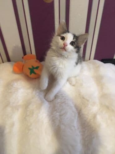 pişik üçün: Yaxşı əllərə, Ünvandan götürmə — 3