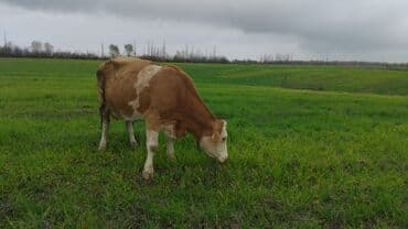 bal arsı: Salam simtal altında ikidənə əkiz balayana bir ərkəy bir dişi 3 aylığ — 2