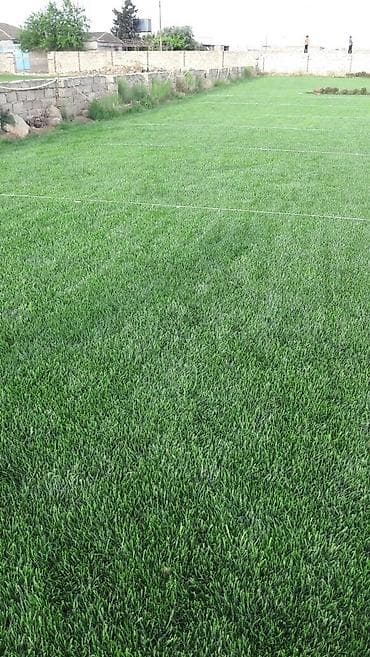 tülpan soğanı satışı: Qazon satılır sıx ve alaqsiz qazonlar olur eni yarpaq danimarka toxumu — 7