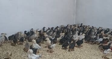 Toyuq cücələri, Damazlıq