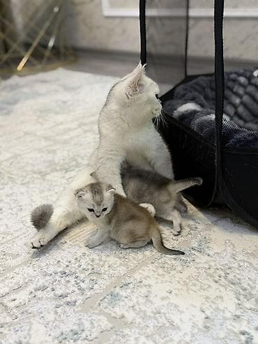 pişik darağı: Britan — 5