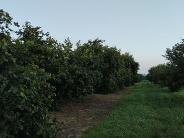 nəsimi rayon: 2000 sot, Kənd təsərrüfatı, Mülkiyyətçi, Kupça (Çıxarış) — 9