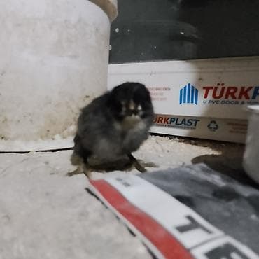 cins buzovların satışı: Toyuq cücələri, Damazlıq — 3