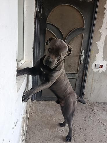 alman iti: Kane-Korso, 11 ay, Erkek — 4