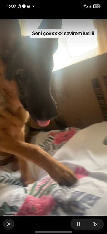 немецкие овчарки щенки купить: Немецкая овчарка — 2