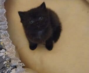 satılan pişiklər: Britan, Dişi — 1