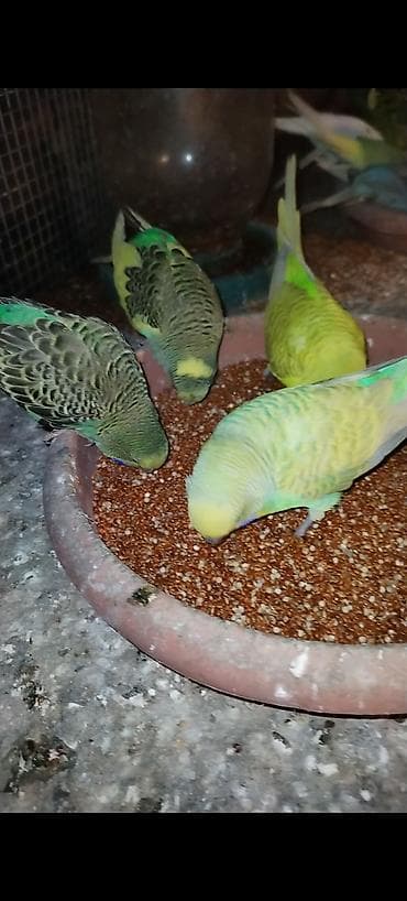 qus sesleri: Hazır cütlərdi. Sağlam ve yumurtaya düşüblər — 3