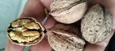 findiq ləpəsi: Təbii qabıqlı qoz - Şəkildə gördüyünüz iri ölçülü qabıqlı qozlar - İç — 1