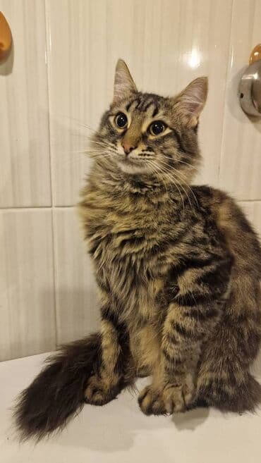 şotlant pisiyi: Sibir, Dişi, Yaxşı əllərə — 5