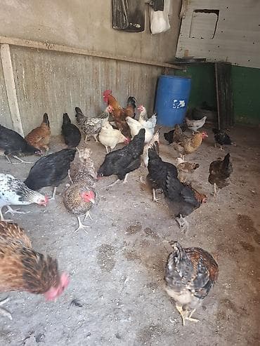quşlar: Tecli satlir 10 toyug 13 colpa 1 balali toyug 6 dene balsiyla 10 gunuk — 9
