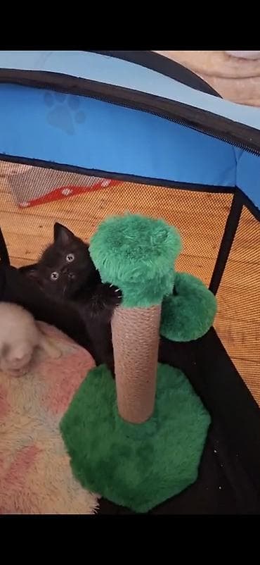 menks pisikleri: Britan, Dişi — 2