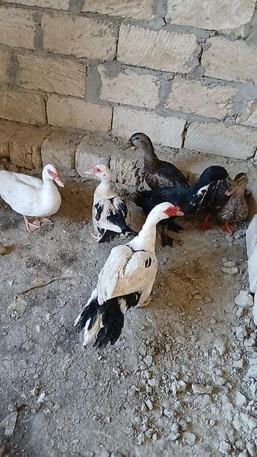jersey cinsi: Salam öz qapımın sağalm yumrtar heyvanlarıdır - Növlər — 1