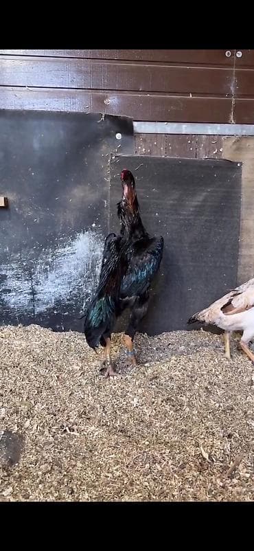 Digər heyvanlar: Toyuq, Damazlıq — 6