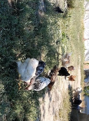 at sekilleri: Sərbəst otlaqda bəslənən yerli ədədlik toyuqlar və cücələr - Növlər — 2